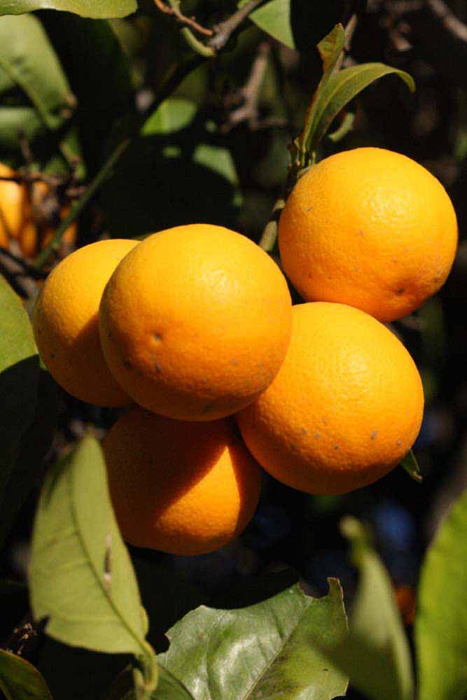              Fruit (Riverside, CA)       